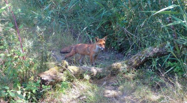 Renard roux